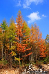 慕尼黑客场失球，遗憾告负！