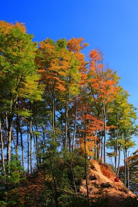 瓦妮莎女士公开与珍妮-巴斯发展史（图）