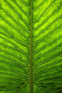 巴黎FC主力中场因伤缺阵，对球队影响不小